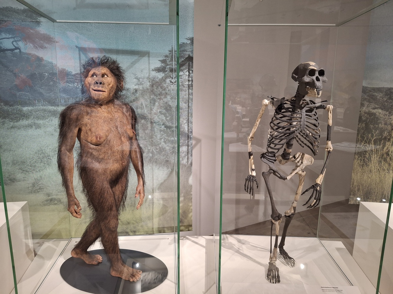 Evolution des Menschen